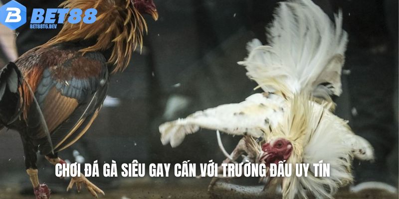 Chơi đá gà siêu gay cấn với trường đấu uy tín