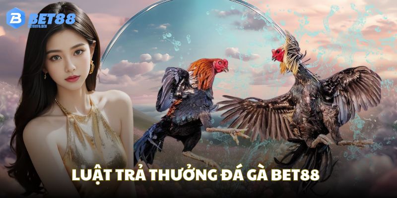 Luật trả thưởng trong chọi kê ở nhà cái chúng tôi