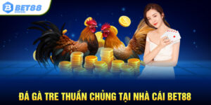 Đá gà tre thuần chủng tại nhà cái BET88