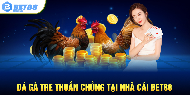 Đá gà tre thuần chủng tại nhà cái BET88