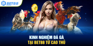 Kinh nghiệm Đá Gà tại BET88 từ cao thủ