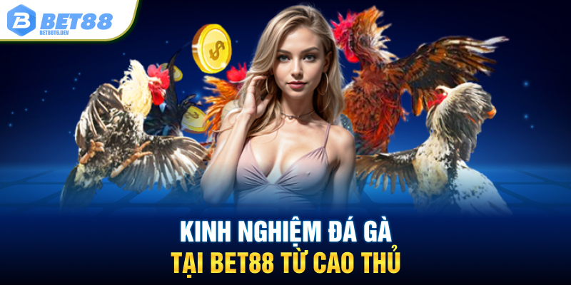 Kinh nghiệm Đá Gà tại BET88 từ cao thủ
