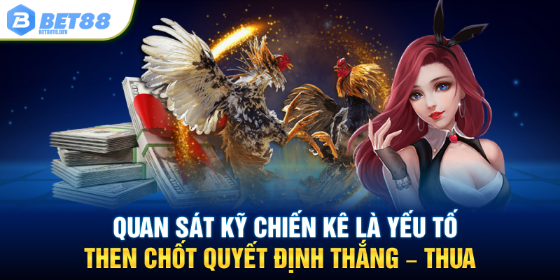 Quan sát kỹ chiến kê là yếu tố then chốt quyết định thắng – thua