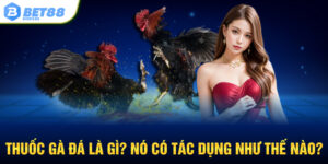 Thuốc gà đá là gì? nó có tác dụng như thế nào?